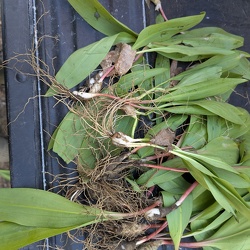 Foraging May 2026
